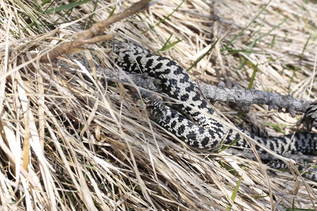 prima berus della stagione